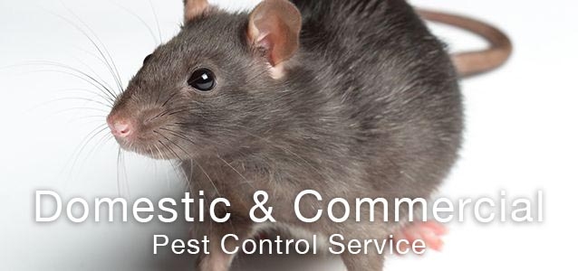 Pest Control Services Birmingham Pest Busters Your Local Experts
